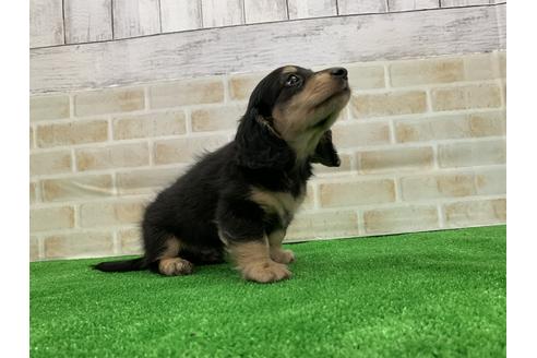 成約済の愛知県のミニチュアダックスフンド(ロングヘアード)-110990の5枚目