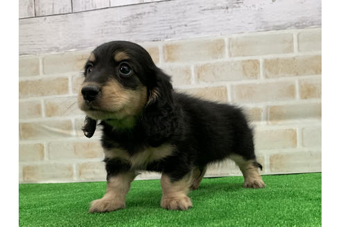 成約済の愛知県のミニチュアダックスフンド(ロングヘアード)-110990の4枚目