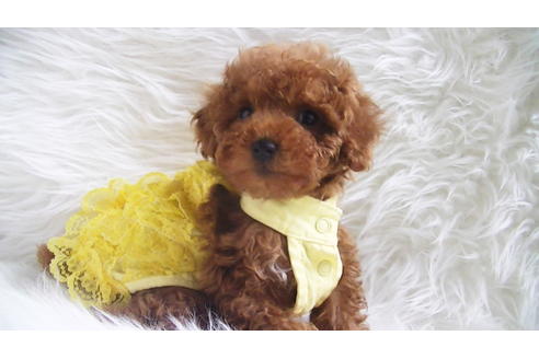 成約済の福岡県のタイニープードル-113310の9枚目