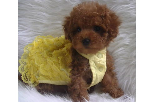 成約済の福岡県のタイニープードル-113310の8枚目