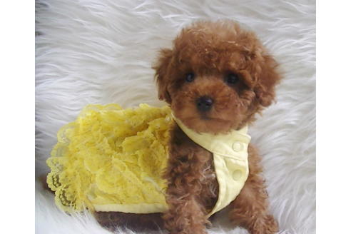 成約済の福岡県のタイニープードル-113310の7枚目