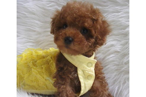 成約済の福岡県のタイニープードル-113310の6枚目