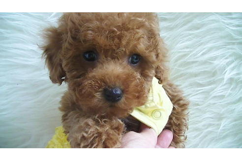 成約済の福岡県のタイニープードル-113310の5枚目