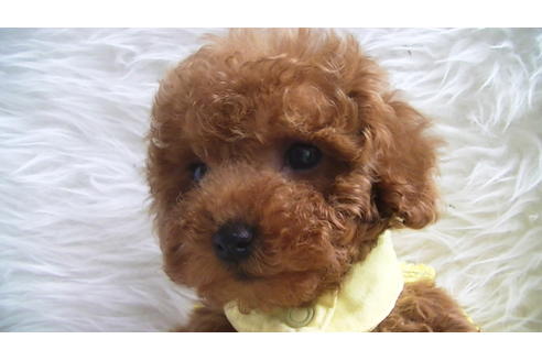 成約済の福岡県のタイニープードル-113310の4枚目