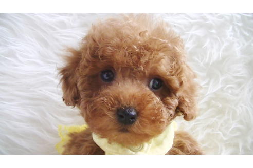 成約済の福岡県のタイニープードル-113310の3枚目