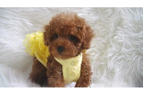 成約済の福岡県のタイニープードル-113310の2枚目