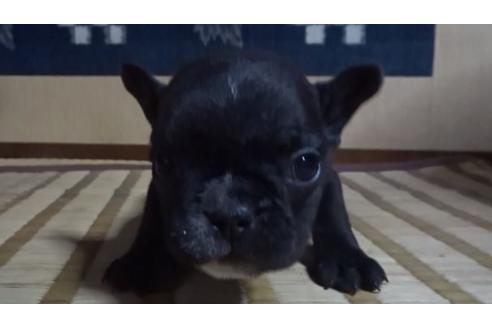 成約済の佐賀県のフレンチブルドッグ-113907の1枚目