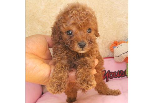 成約済の茨城県のタイニープードル-113939の4枚目