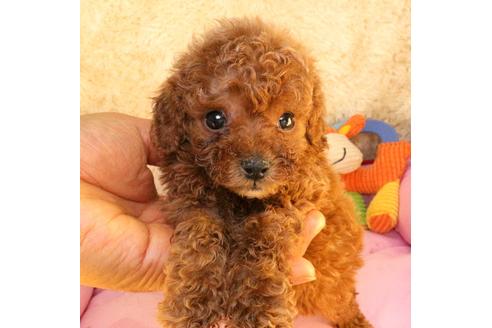 成約済の茨城県のタイニープードル-113939の2枚目