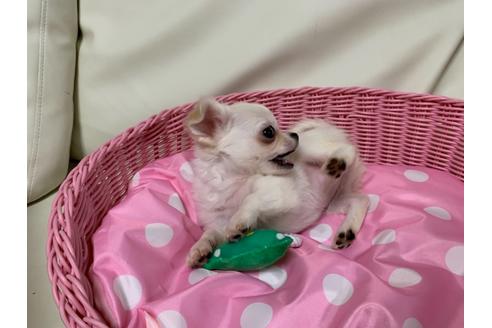 成約済の埼玉県のチワワ(ロングコート)-109387の5枚目