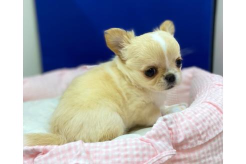 成約済の神奈川県のチワワ(ロングコート)-111925の6枚目