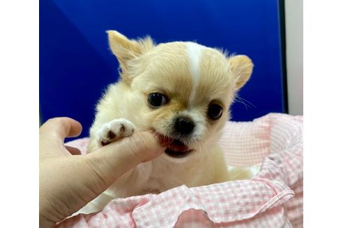 成約済の神奈川県のチワワ(ロングコート)-111925の3枚目