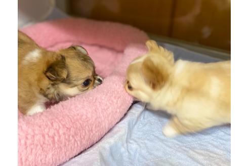 成約済の神奈川県のチワワ(ロングコート)-111925の2枚目