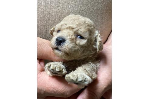 成約済の福島県のトイプードル-113119の4枚目