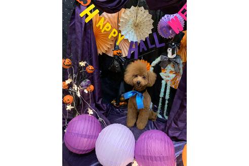 成約済の愛媛県のトイプードル-113980の1枚目