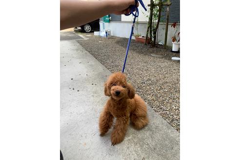 成約済の愛媛県のトイプードル-113980の5枚目