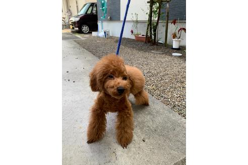 成約済の愛媛県のトイプードル-113980の4枚目