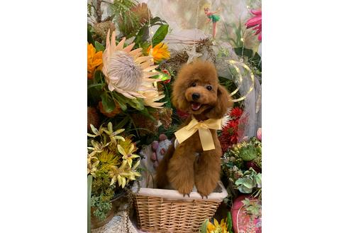 成約済の愛媛県のトイプードル-113980の3枚目