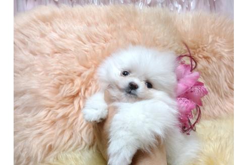成約済の愛知県のミックス犬-113999の1枚目