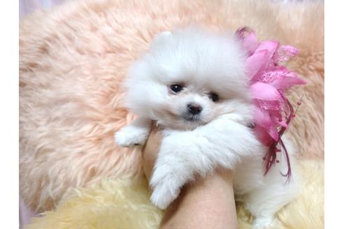 成約済の愛知県のミックス犬-113999の2枚目