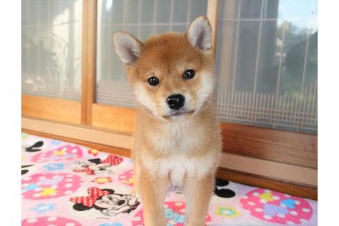 成約済の熊本県の柴犬-114004の1枚目