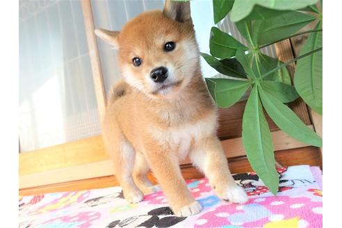 成約済の熊本県の柴犬-114004の5枚目