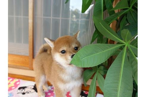 成約済の熊本県の柴犬-114004の4枚目