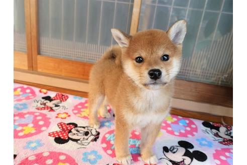 成約済の熊本県の柴犬-114004の2枚目