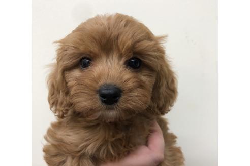 成約済の北海道のミックス犬-111796の1枚目