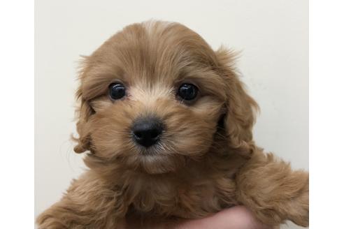 成約済の北海道のミックス犬-111797の1枚目