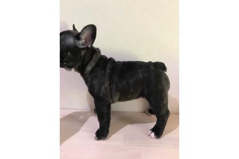 成約済の香川県のフレンチブルドッグ-114023の2枚目