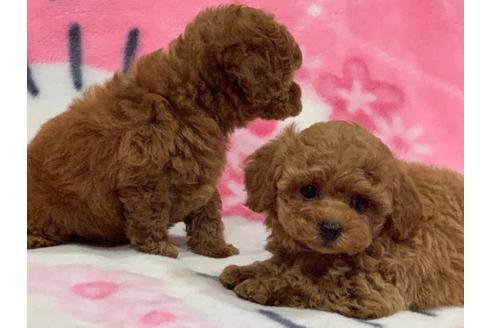 子犬
