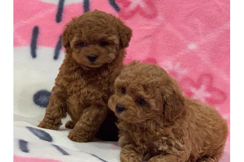 成約済の滋賀県のティーカッププードル-114039の5枚目