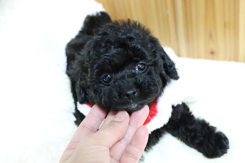 成約済の福岡県のトイプードル-113234の3枚目