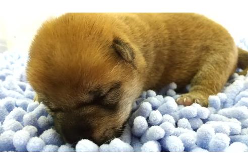 成約済の愛知県の柴犬-113557の5枚目