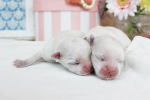 成約済の東京都のマルチーズ-114053の6枚目