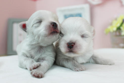 成約済の東京都のマルチーズ-114053の5枚目