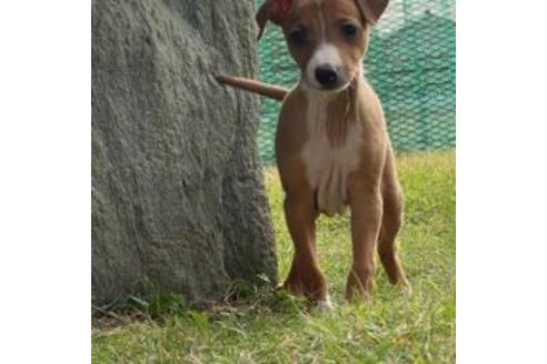 成約済の埼玉県のイタリアングレーハウンド(イタグレ)-114091の2枚目