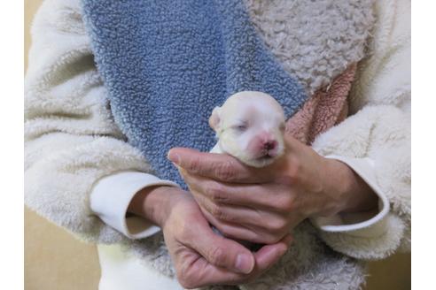 成約済の愛知県のマルチーズ-114104の10枚目