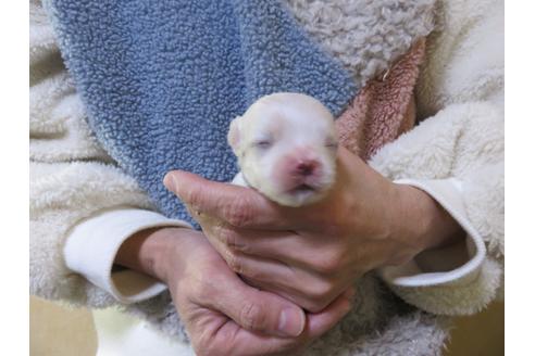 成約済の愛知県のマルチーズ-114104の9枚目