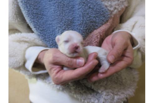 成約済の愛知県のマルチーズ-114104の8枚目