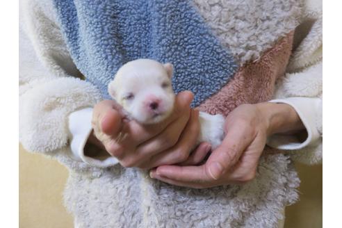 成約済の愛知県のマルチーズ-114105の10枚目