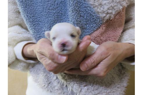 成約済の愛知県のマルチーズ-114106の22枚目