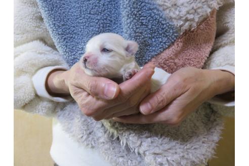 成約済の愛知県のマルチーズ-114106の21枚目