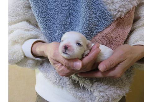 成約済の愛知県のマルチーズ-114106の20枚目