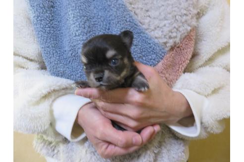成約済の愛知県のチワワ(ロングコート)-112501の1枚目