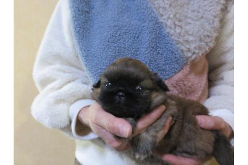 成約済の愛知県のペキニーズ-112504の1枚目