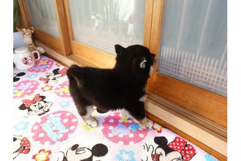 成約済の熊本県の柴犬-114113の4枚目