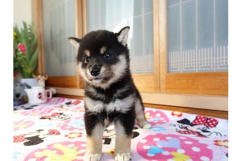 成約済の熊本県の柴犬-114113の3枚目