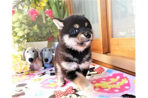 成約済の熊本県の柴犬-114113の2枚目